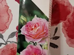 Посадка розочки Цезарь.