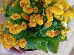 Кальцеолярия гибридная