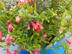 Гранат карликовый Бейби (Punica granatum baby)