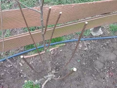 Обрезаю метельчатую гортензию и снимаю укрытия с крупнолистной гортензии.