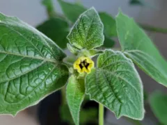 Мой физалис теперь многолетник