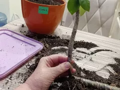 Пересадка плюмерии рубра