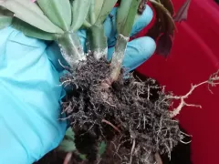 Попытка спасти рождественники.