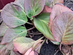 Бадан набрался сил, теперь ему только расти и радовать.