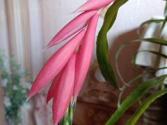 Бильбергия поникающая (Billbergia nutans)