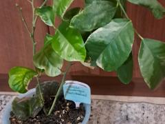 Лимон Сангвинеум