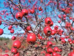 Страж моего сада — боярышник