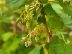 Цветение смородины