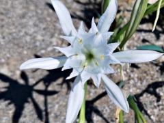 Панкратиум морской (лат. Pancratium maritimum)