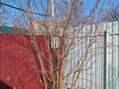 Лещина усыпана сережками, показатель ли это хорошего урожая?