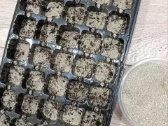 Морской нарцисс. Начало эксперимента