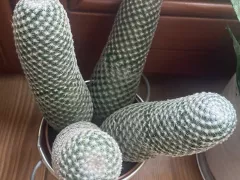 Подарили новый кактус