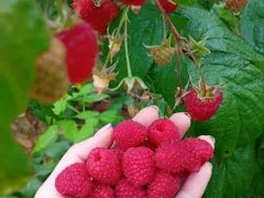 "Полька" - десертный эталон ремонтантной малины