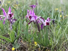 Пересадил себе степных ирисов