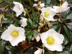 Морозник зацвел на месяц раньше