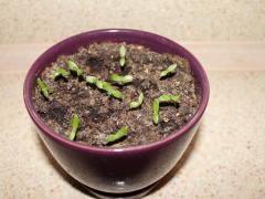 Питахайя (Hylocereus)