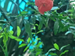 Карликовый гранат радует первыми цветами!