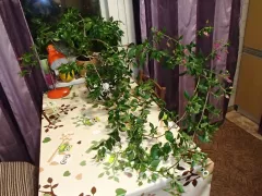 Тетя обрезала свою бугенвиллию, а мне жалко...