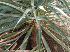 Проблема взрослых юкк.