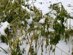 Мой участок под первым снегом