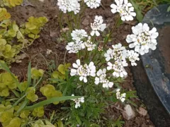 Иберис пережил зиму и зацвёл. 