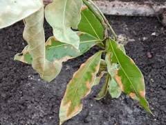 Лавровый лист переехал в теплицу.