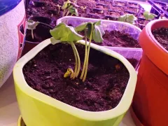 Семена хлопкового деревца проросли через много лет