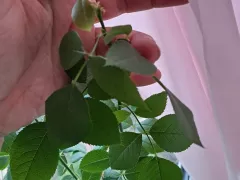 Роза Чандос Бьюти скинула свой бутончик.
