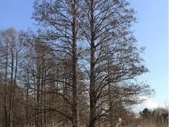 Ольха, которая любит воду 