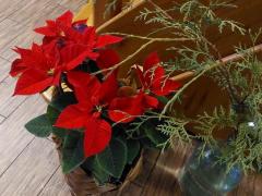 Молочай красивейший (Euphorbia pulcherrima), или пуансеттия (Poinsettia),