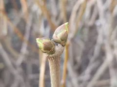 Весна и ёжик