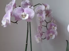 Расцвели две мои самые любимые орхидеи