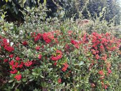 Пираканта "Red Column"  (Pyracantha coccinea Red Column)