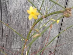 Первое цветение моего зимнего жасмина.