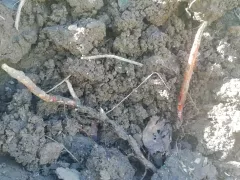 Впервые пробуем посадку побегов керрии. 