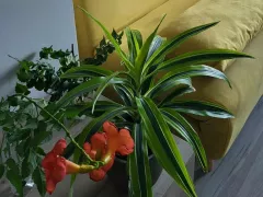 Новое растение в новой квартире: драцена 