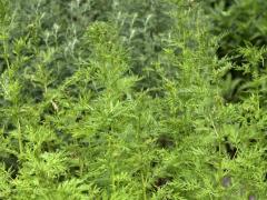 Полынь однолетняя, артемизия однолетняя (Artemisia Annua)