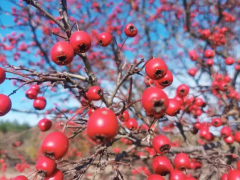 Боярышник однопестичный,  лат. Crataegus monogyna