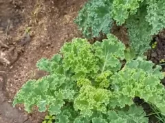 Капуста, которая меня удивила