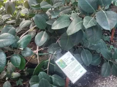 Как развивается Фикус Робуста в северной оранжерее