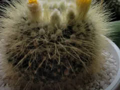 Цветение кактуса Пародия Хризакантион