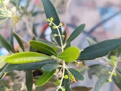 Завязь на комнатной оливке