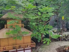 Инжир входит в фазу рост и уже набрал листу