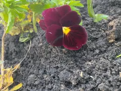 Вот и снова у меня Виола.