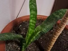 Дружба юкки комнатной и сансевиерии.