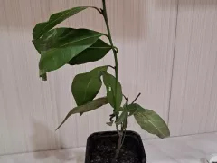 Душистая приправа теперь в моей коллекции, будем сажать!