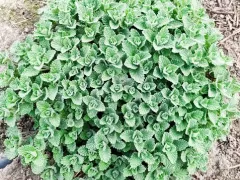 Котовник пошел в рост