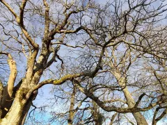 Кроны деревьев зимой