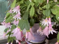 Цветение розового рождественника