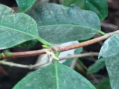 Впервые кофейное дерево зацвело (на моей памяти)